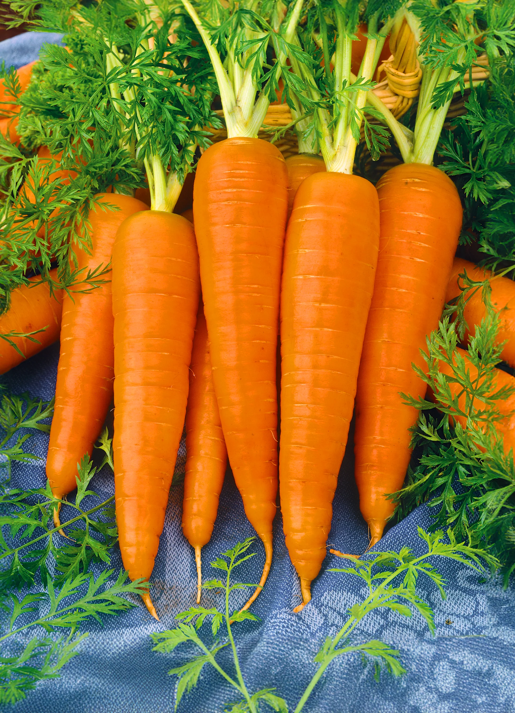 Carrot